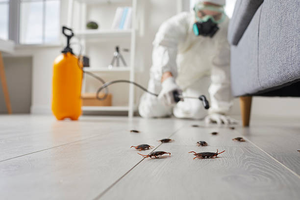 Commercial Kitchen Cockroach Control in Winter Springs